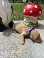 AKC Golden Retriever , a female Golden Retriever for sale in White Sulphur Springs, WV – 1 of 2