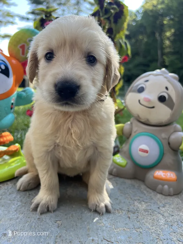 AKC Golden Retriever  – Golden Retriever puppy for sale in White Sulphur Springs, WV