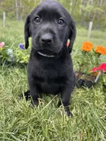 Discounted Ready to Go AKC Labrador Retriever , a female Labrador Retriever for sale in White Sulphur Springs, WV – 2 of 2