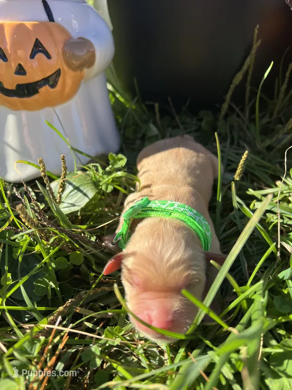 AKC Golden Retriever  – Golden Retriever puppy for sale in White Sulphur Springs, WV