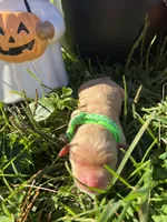 AKC Golden Retriever , a male Golden Retriever for sale in White Sulphur Springs, WV – 1 of 2