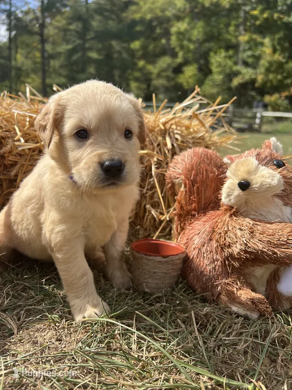 AKC Golden Retriever  – Golden Retriever puppy for sale in White Sulphur Springs, WV