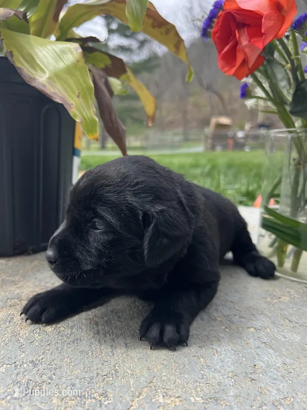AKC Labrador Retriever  – Labrador Retriever puppy for sale in White Sulphur Springs, WV