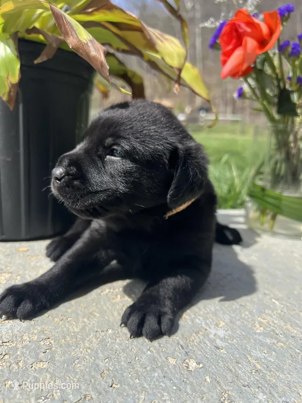 Black Labrador Retriever  – Labrador Retriever puppy for sale in White Sulphur Springs, WV