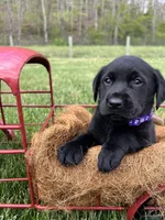 Ready to Go Black Labrador Retriever , a female Labrador Retriever for sale in White Sulphur Springs, WV – 2 of 2