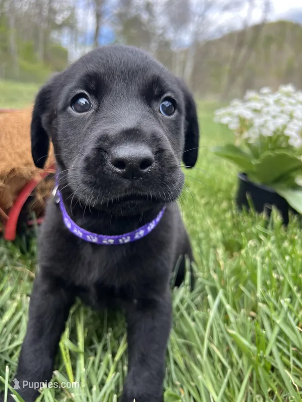 Ready to Go Black Labrador Retriever  – Labrador Retriever puppy for sale in White Sulphur Springs, WV