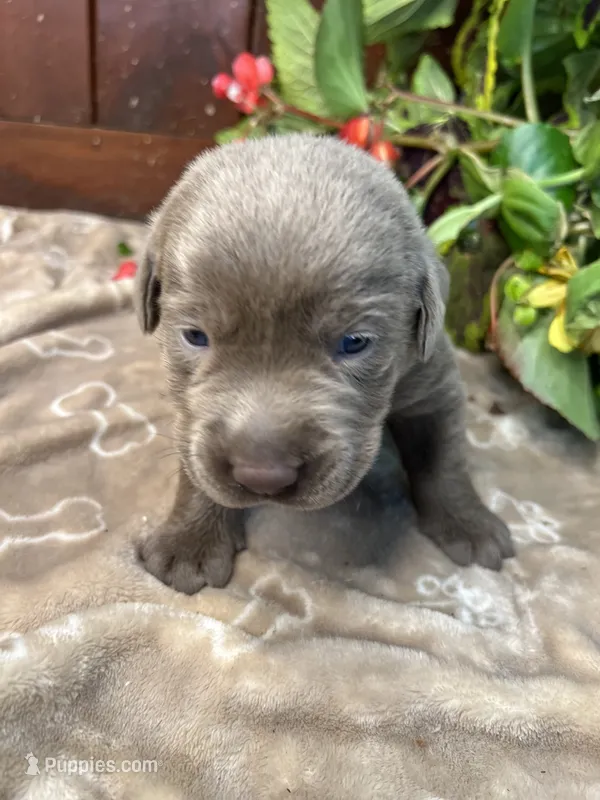 AKC Silver Labrador Retriever  – Labrador Retriever puppy for sale in White Sulphur Springs, WV