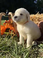 Ready to Go AKC Golden Retriever , a male Golden Retriever for sale in White Sulphur Springs, WV – 6 of 6