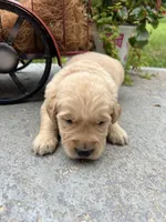 AKC Golden Retriever , a male Golden Retriever for sale in White Sulphur Springs, WV – 2 of 2