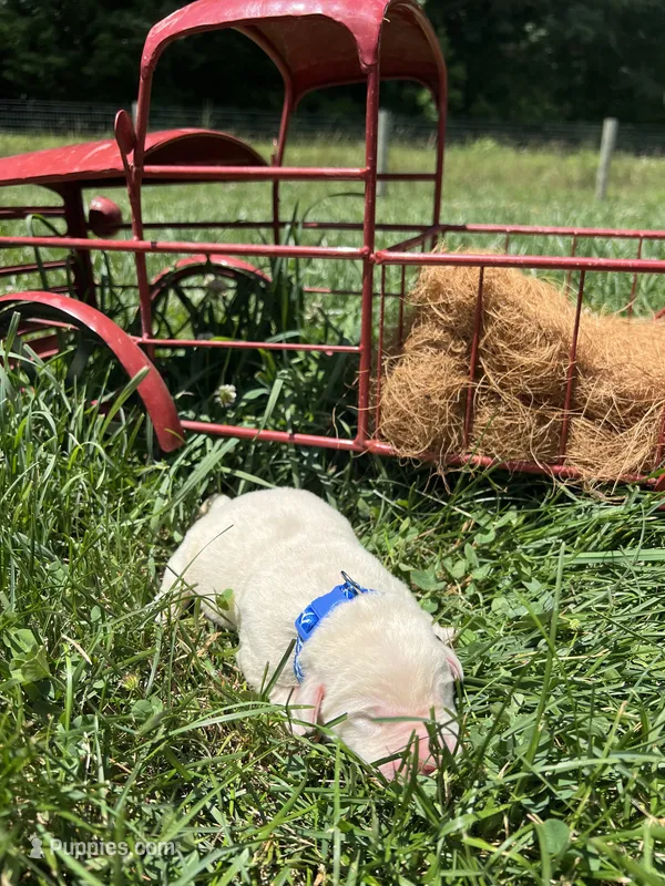 AKC Yellow Labrador Retriever  – Labrador Retriever puppy for sale in White Sulphur Springs, WV
