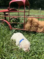 AKC Yellow Labrador Retriever , a male Labrador Retriever for sale in White Sulphur Springs, WV – 1 of 2