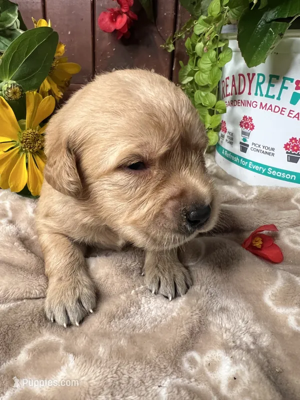 AKC Golden Retriever  – Golden Retriever puppy for sale in White Sulphur Springs, WV
