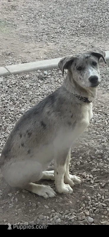 Mickey – Great Dane, Siberian Husky puppy for sale in Coolidge, AZ