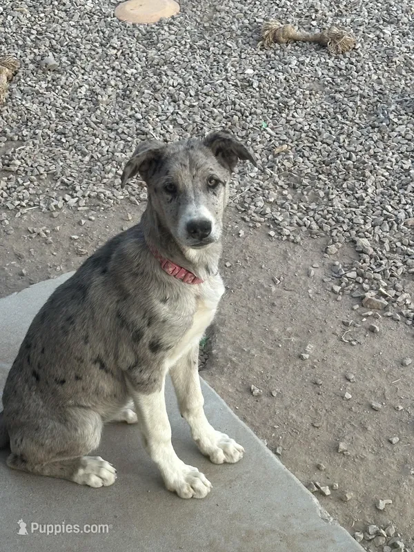 Minnie – Great Dane, Siberian Husky puppy for sale in Coolidge, AZ