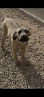 Priscilla, a female Cane Corso for sale in Coolidge, AZ – 2 of 2