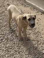 Priscilla, a female Cane Corso for sale in Coolidge, AZ – 1 of 2