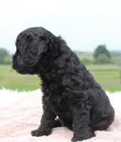 Tracy, a female Cavapoo for sale in Fredericksburg, OH – 3 of 5