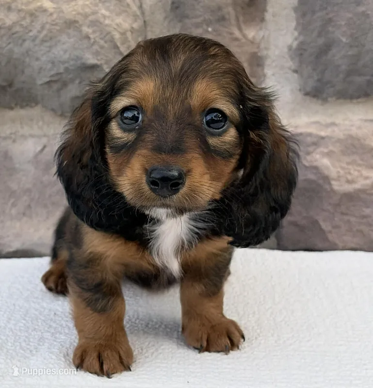 Camila – Miniature Dachshund puppy for sale in Fredericksburg, OH