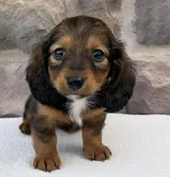 Camila, a female Miniature Dachshund for sale in Fredericksburg, OH – Photo 1 of 4