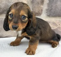 Camila, a female Miniature Dachshund for sale in Fredericksburg, OH – Photo 2 of 4