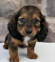 Camila, a female Miniature Dachshund for sale in Fredericksburg, OH – Photo 4 of 4
