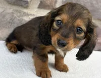 Camila, a female Miniature Dachshund for sale in Fredericksburg, OH – Photo 3 of 4