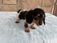 Biscuit, a female Miniature Dachshund for sale in Fredericksburg, OH – 2 of 4