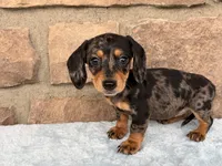 Bailey, a female Miniature Dachshund for sale in Fredericksburg, OH – 3 of 4