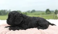 Melissa, a female Cavapoo for sale in Fredericksburg, OH – 4 of 4