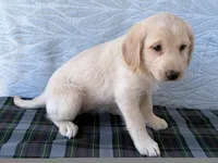 Rita, a female Miniature Labradoodle for sale in Fredericksburg, OH – 3 of 4