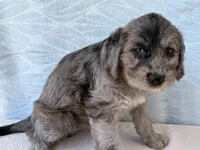Rose, a female Miniature Labradoodle for sale in Fredericksburg, OH – 3 of 4