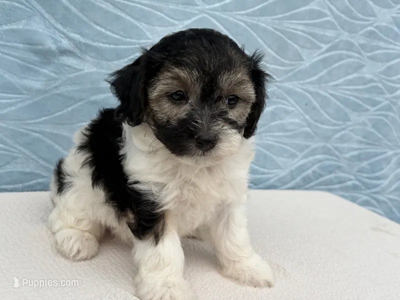 Reno – Havapoo puppy for sale in Fredericksburg, OH