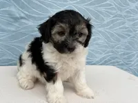Reno, a male Havapoo for sale in Fredericksburg, OH – 1 of 5