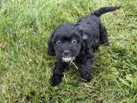 Milo, a male Cavapoo for sale in Fredericksburg, OH – 5 of 5
