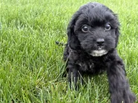 Milo, a male Cavapoo for sale in Fredericksburg, OH – 4 of 5