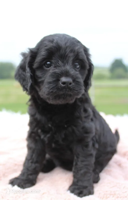 Tracy – Cavapoo puppy for sale in Fredericksburg, OH