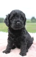 Tracy, a female Cavapoo for sale in Fredericksburg, OH – 1 of 5