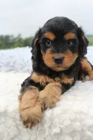 Toby, a male Cavapoo for sale in Fredericksburg, OH – 5 of 5