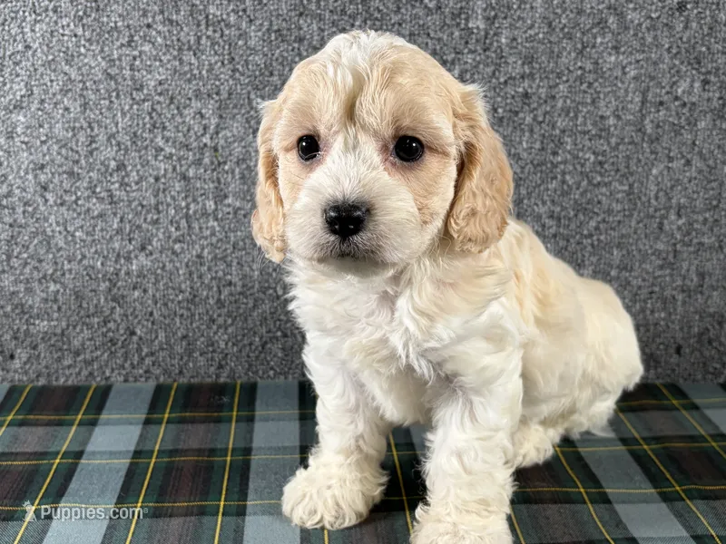 Beth – Cavachon puppy for sale in Fredericksburg, OH