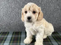 Beth, a female Cavachon for sale in Fredericksburg, OH – 1 of 4