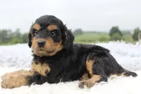 Toby, a male Cavapoo for sale in Fredericksburg, OH – 2 of 5