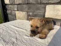 Donny, a male Cairn Terrier for sale in Fredericksburg, OH – 4 of 4