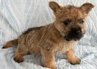 Dylan, a male Cairn Terrier for sale in Fredericksburg, OH – Photo 3 of 4