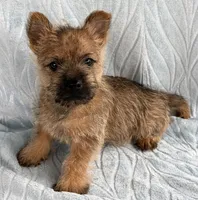 Dylan, a male Cairn Terrier for sale in Fredericksburg, OH – Photo 4 of 4