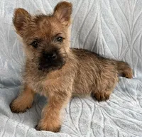 Dylan, a male Cairn Terrier for sale in Fredericksburg, OH – Photo 1 of 4