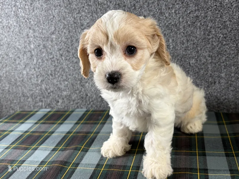 Bonnie – Cavachon puppy for sale in Fredericksburg, OH