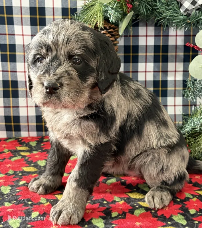 Cora is a Miniature Labradoodle puppy for sale in Fredericksburg, OH