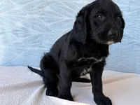 Roxy, a female Miniature Labradoodle for sale in Fredericksburg, OH – 4 of 4