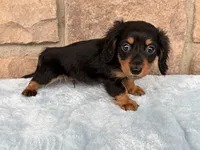Bruce, a male Miniature Dachshund for sale in Fredericksburg, OH – 4 of 4