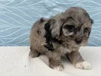 Rex, a male Havapoo for sale in Fredericksburg, OH – 3 of 5